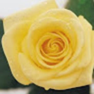 Meet your Posher, Donnamarie